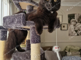 For adoption: 10 month old castrated male kitten long hair