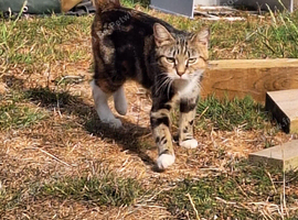 Female cat