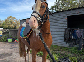 12.2 3 year old welsh c mare