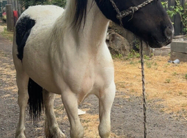 Cob colt to make 13h+