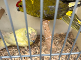 Kakarikis
