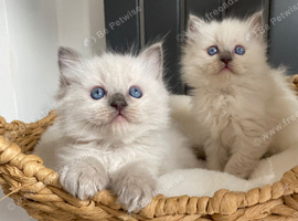 Ragdoll
