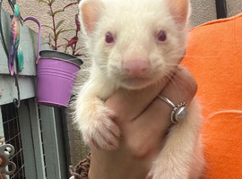 Albino Ferret Kits - ready now
