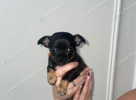 Full breed chihuahua 1boy 1girl left
