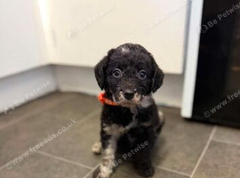 F1 labradoodles