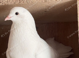 pair of fantail pigeons