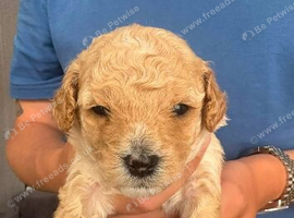 3 beautiful male cavapoo puppies for sale