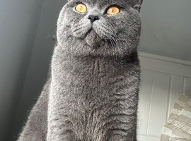 british shorthair kittens