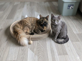 Maine coon kittens