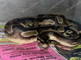 Female 4 Yr old ball python