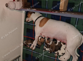 Jack russel whippet cross