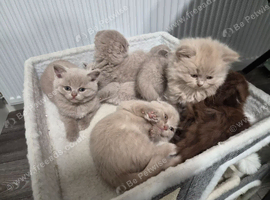 Scottish fold kittens