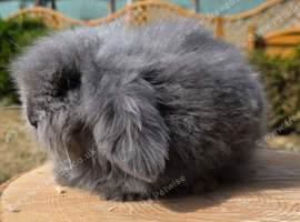 Teddywidder  bunnies ready to go now