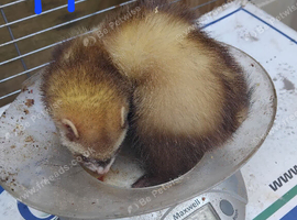 Micro  kits 5 mouths  2 weeks