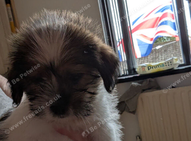 2 Jack-Tzu pups