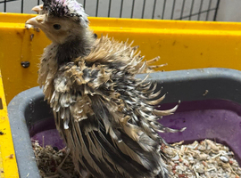 ~FRIZZLE~ Polish chicks (also have smooth)