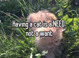 Kitten wanted