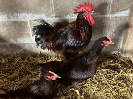 Trio large foul Rhode Island Red