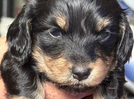 **Mini Long haired KC Dachshund**