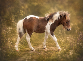 Miniature Shetland colt foal