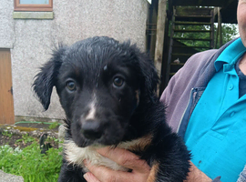 Kelpie cross