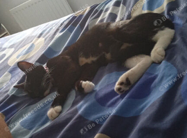 9 month old female kitten
