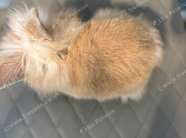 MINI LION LOPS