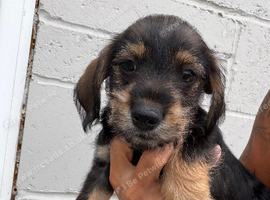 Ready to go Schnoxie pups ,
