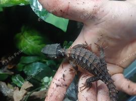 Muddy eyed crocodile skink pair