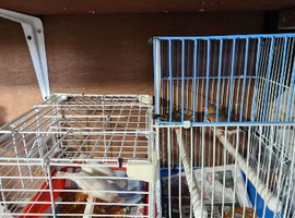 Cages and zebra finches
