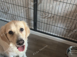 Beautiful 3 year-old golden retriever female