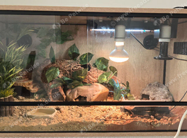 Leopard Gecko with enclosure for sale