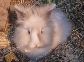Beautful female lionhead rabbit