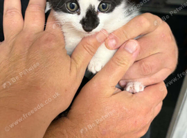 Kittens