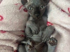 Pure grey Canadian