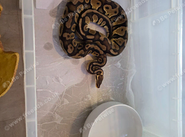 Female pastel yellow belly het clown