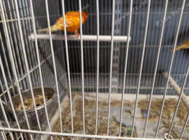 For Sale a pair of Red Canaries