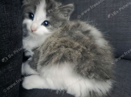 Kittens for sale