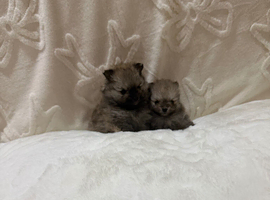 Miniature Pomeranian boys
