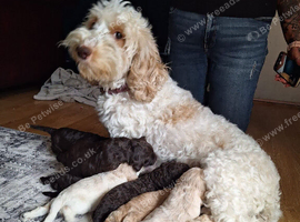 F1b cockapoo pups