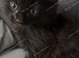 Black ragdoll kitten