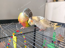 Conure and cockatiel with cage