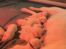 Labrador retriever for sale - private Breeder