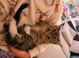 Kitten