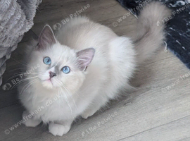 Champion,TICA, pedigree ragdoll kitten
