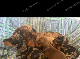 Miniature dachshund puppies