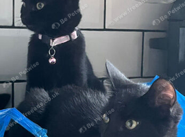 Mercedes & Bella 5 month old kittens  ️