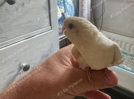 Hand reared