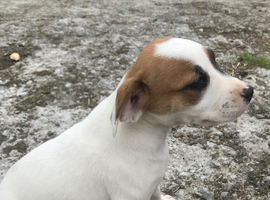 Jack russel