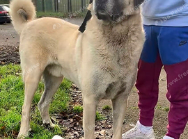 Beautiful kangal pup&rsquo;s